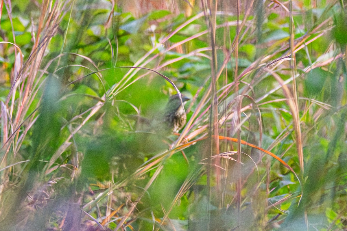Song Sparrow - ML642682623