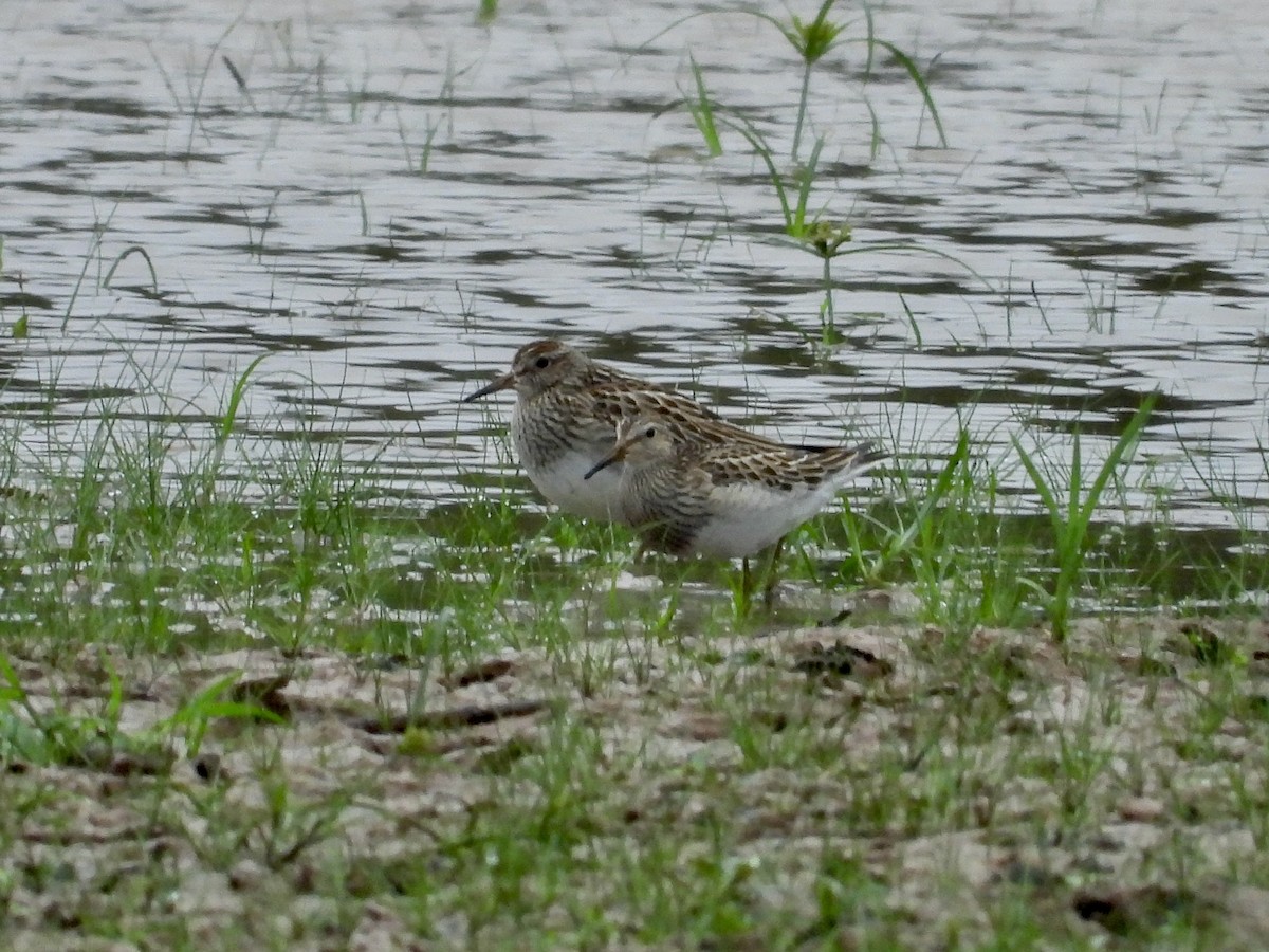 Pectoral Sandpiper - ML642682624