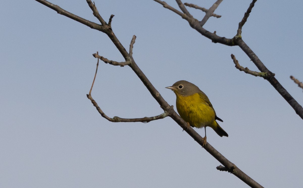 Nashville Warbler - ML642682630
