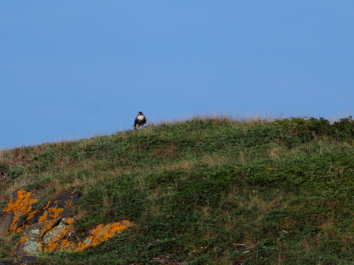 Peregrine Falcon - ML642682631
