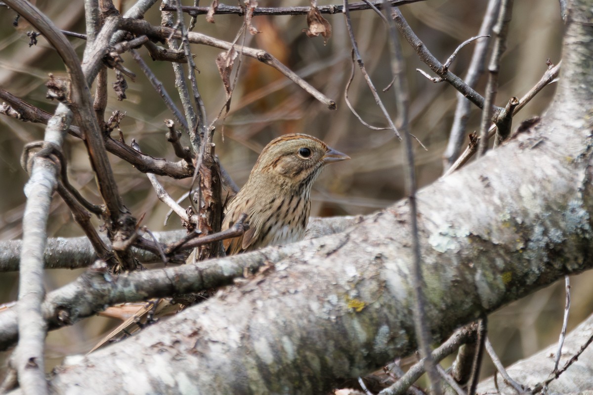 Lincoln's Sparrow - ML642682632