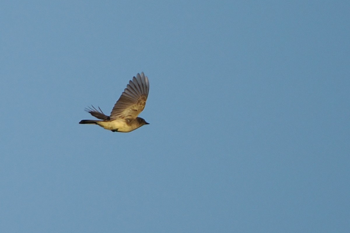 Eastern Phoebe - ML642682634