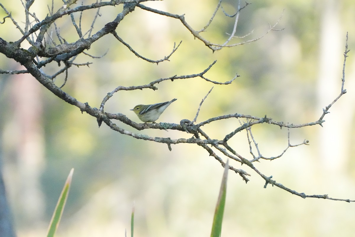 Blackpoll Warbler - ML642682635