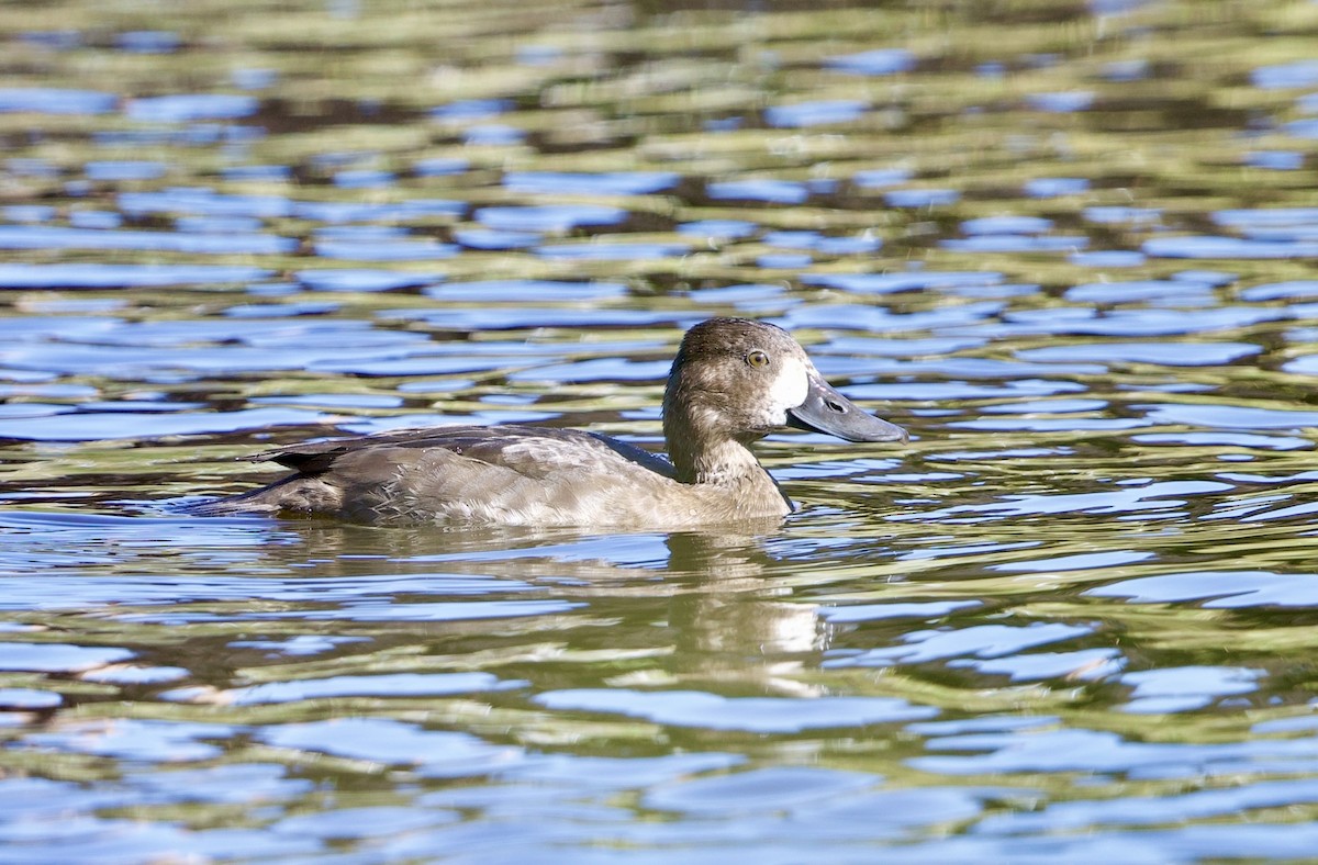 Ring-necked Duck - ML642682636
