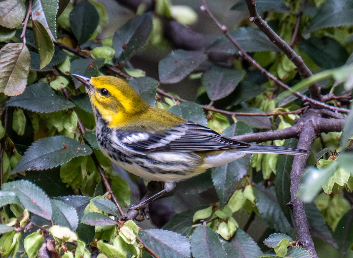 Black-throated Green Warbler - ML642682637