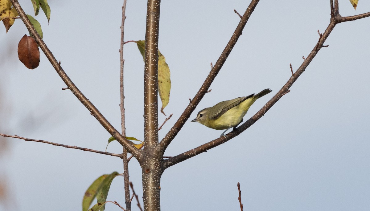 Philadelphia Vireo - ML642682641