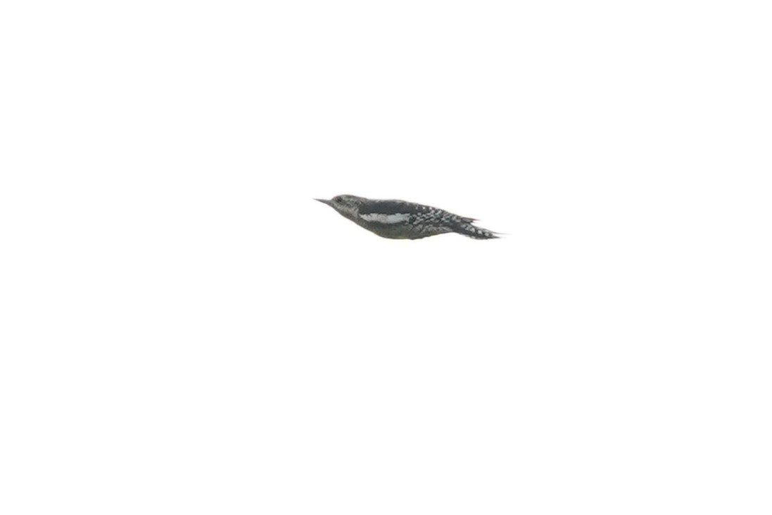 Yellow-bellied Sapsucker - ML642682645
