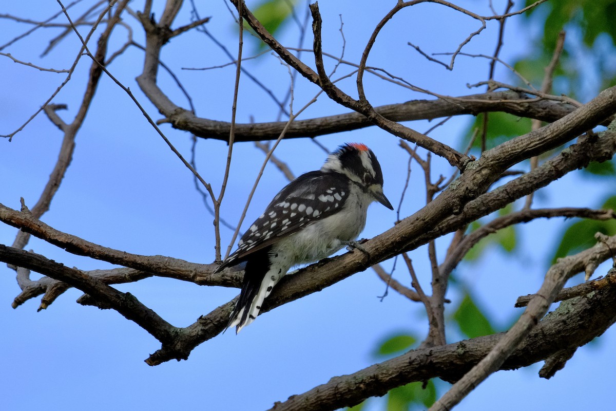 Downy Woodpecker - ML642682646