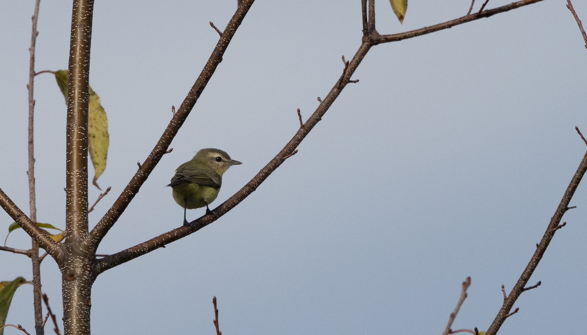 Vireo de Filadelfia - ML642682650