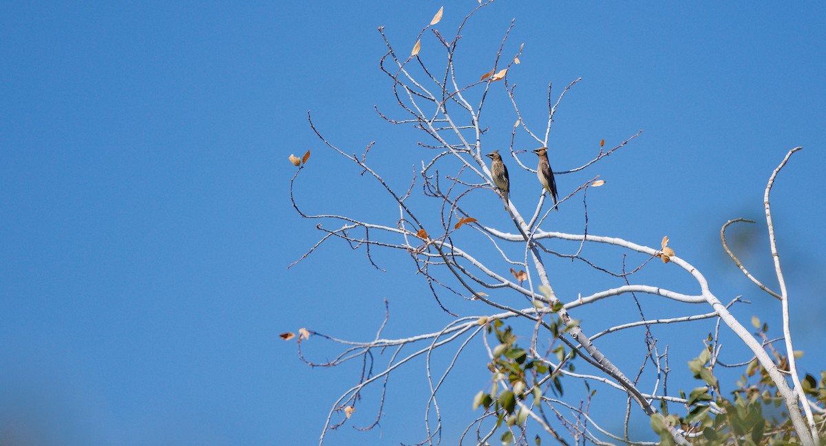 Cedar Waxwing - ML642682660