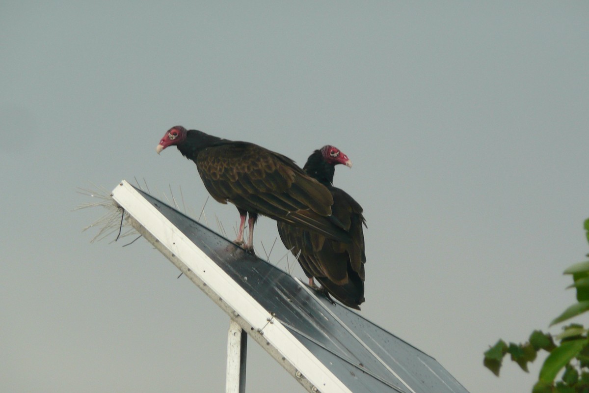 Turkey Vulture (Northern) - ML642682676