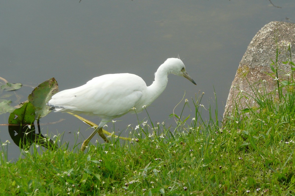 Little Blue Heron - ML642682693