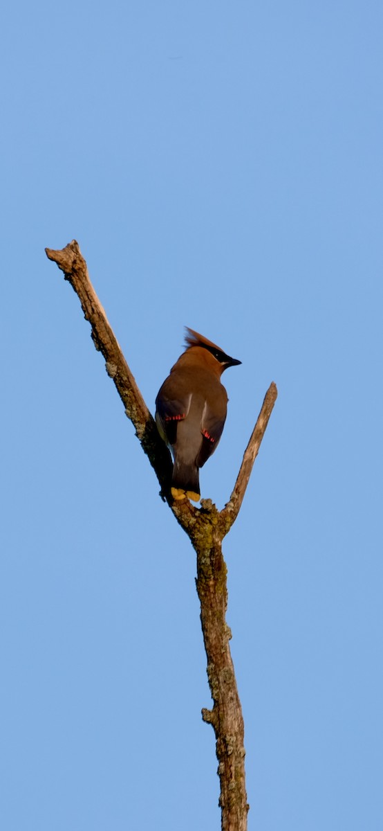 Cedar Waxwing - ML642682698