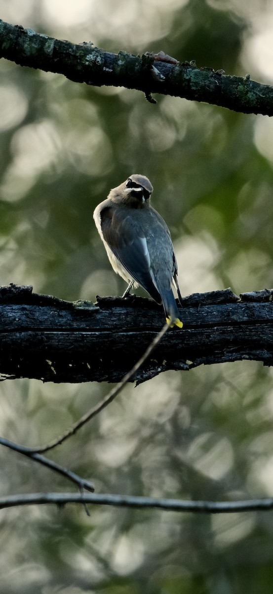 Cedar Waxwing - ML642682699