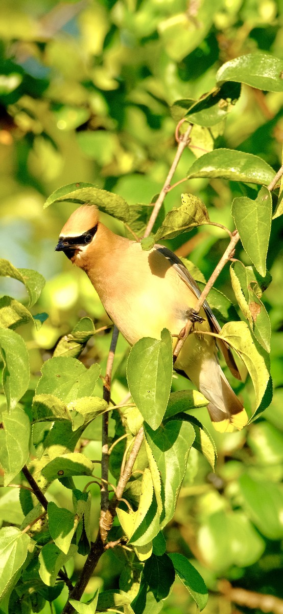 Cedar Waxwing - ML642682700