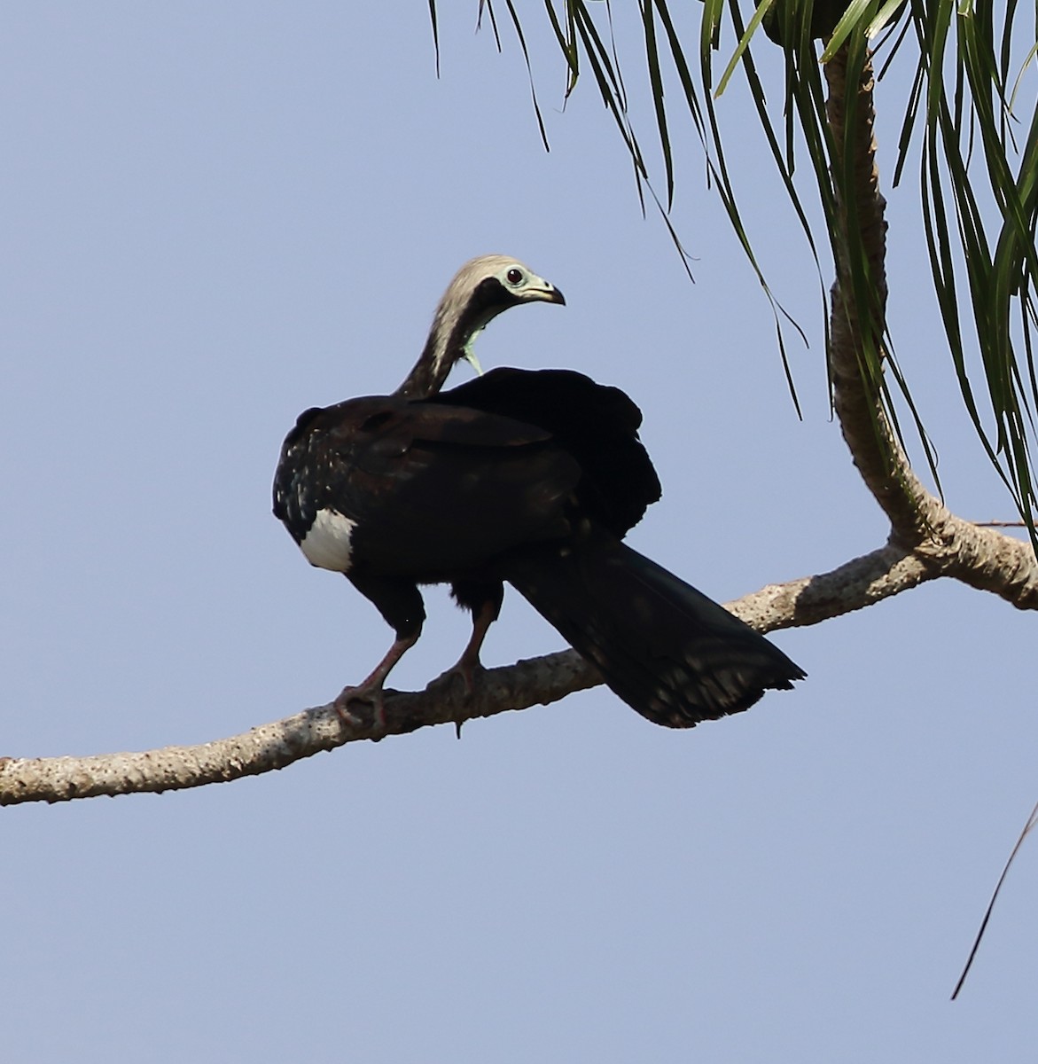 White-throated Piping-Guan - ML642682712