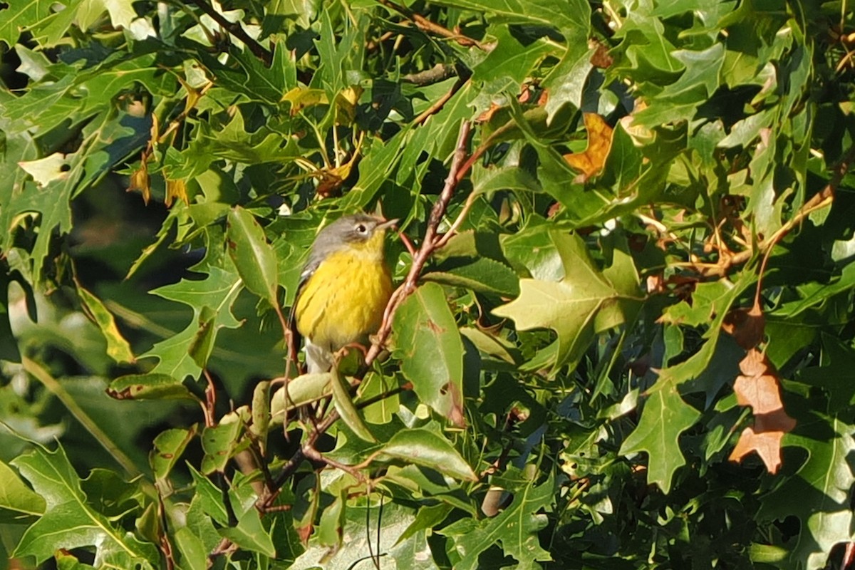 Magnolia Warbler - ML642682713