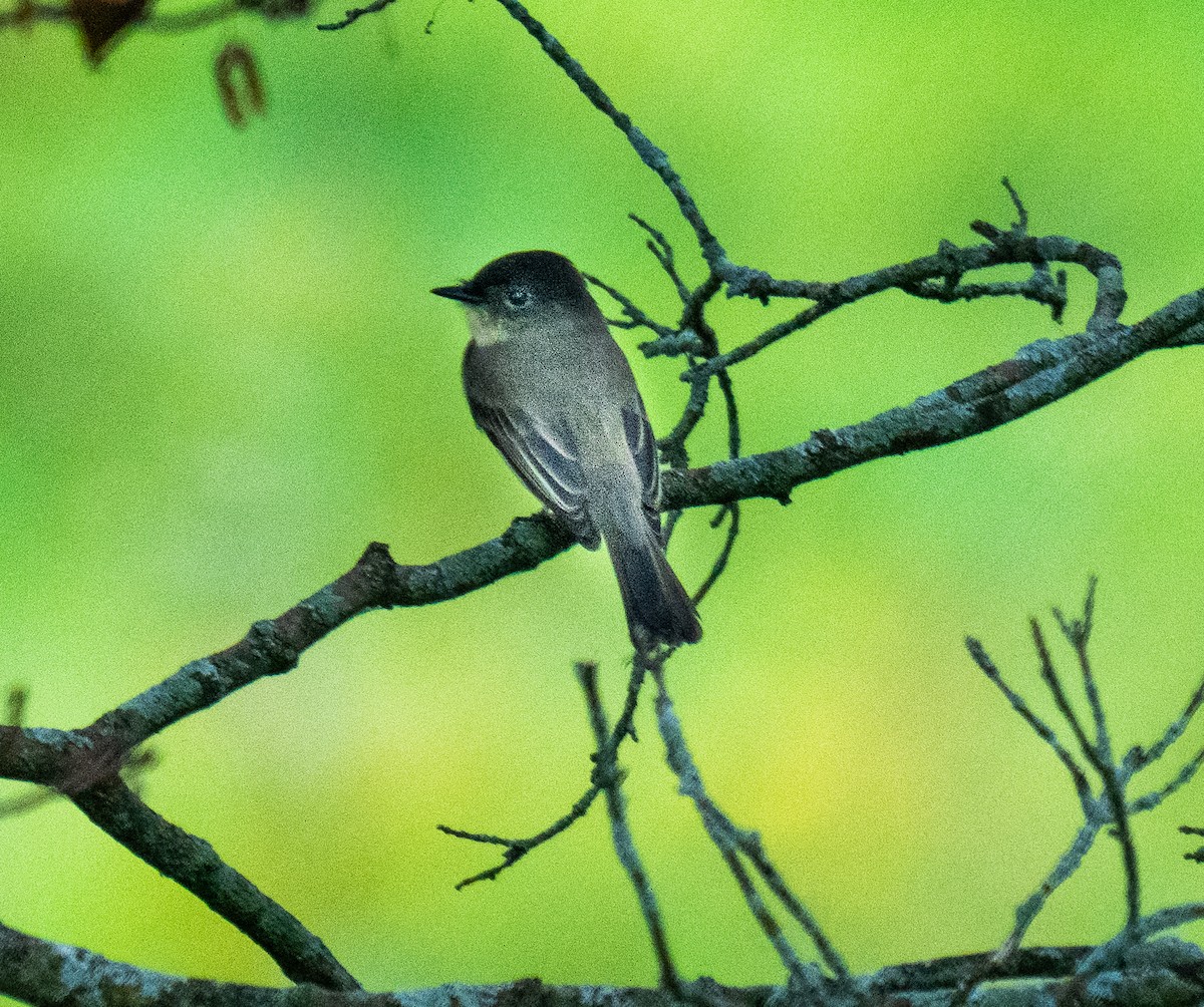 Vireo Solitario - ML642682715
