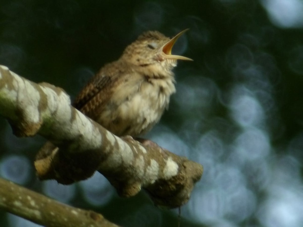 Southern House Wren - ML642682716