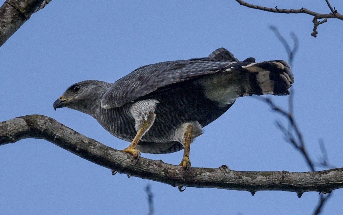 Gray-lined Hawk - ML642682719