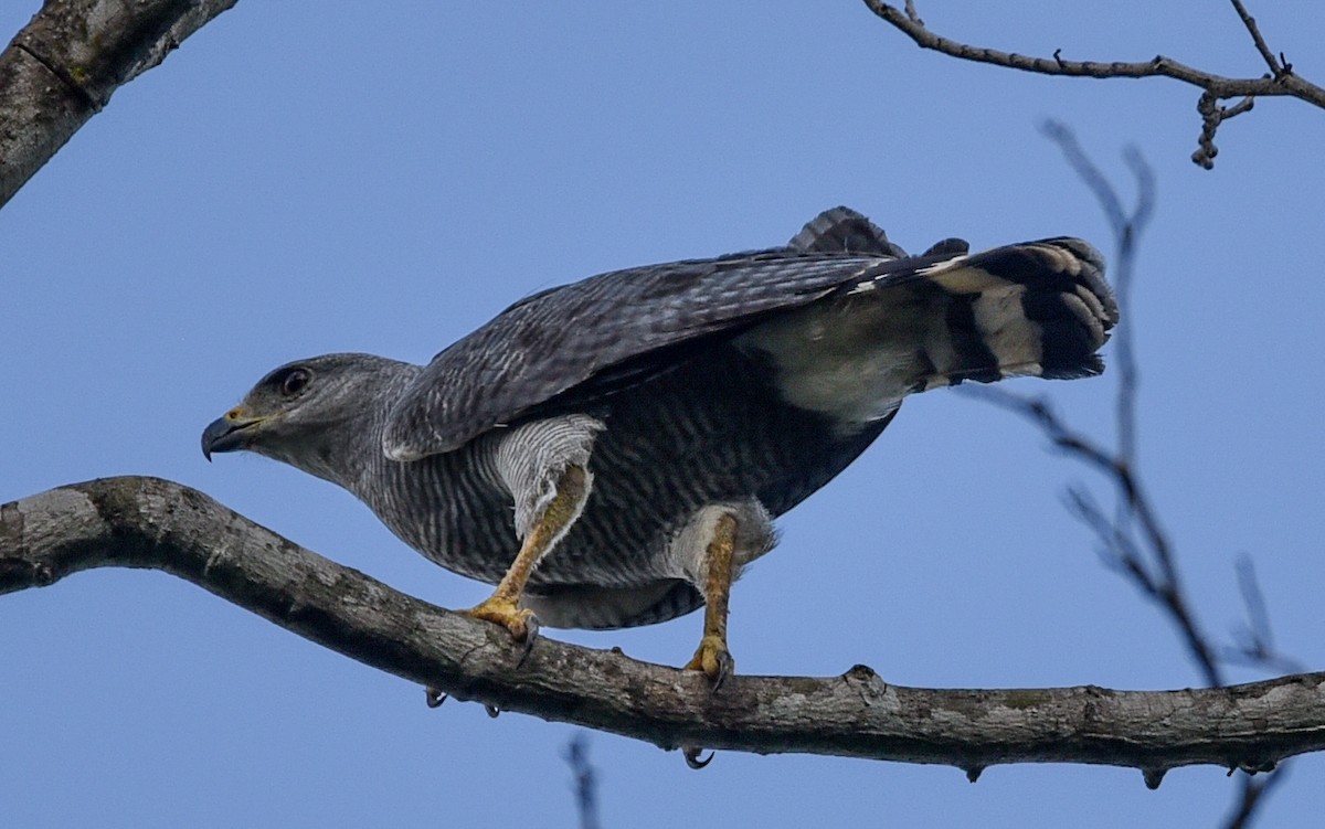Gray-lined Hawk - ML642682720