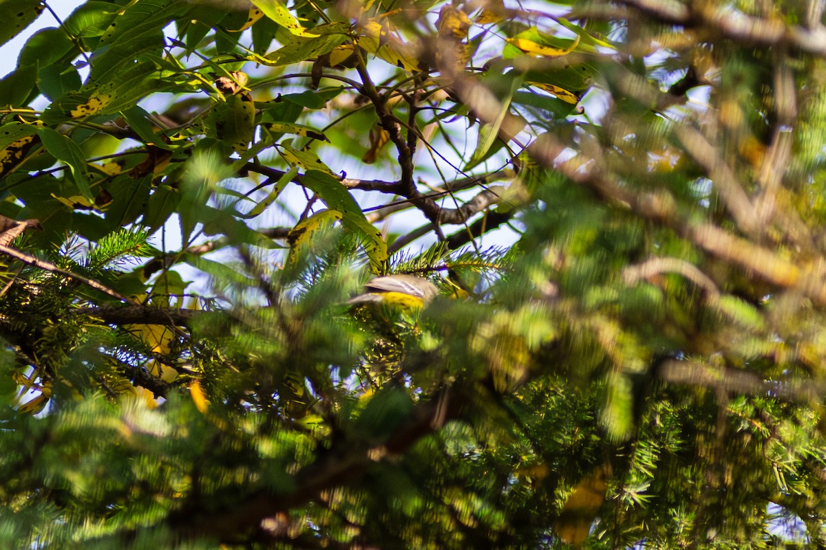 Magnolia Warbler - ML642682721
