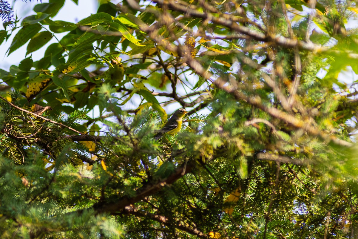 Magnolia Warbler - ML642682722