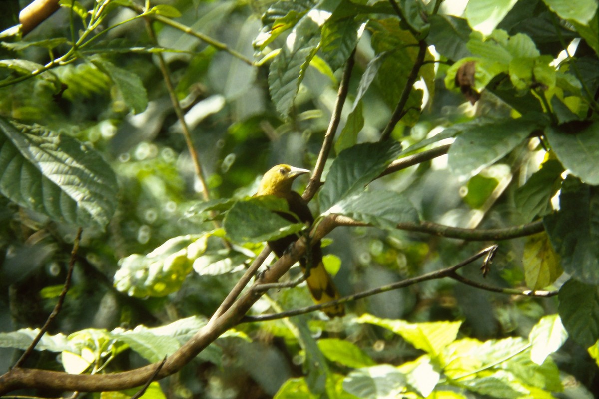 Russet-backed Oropendola - ML642682727