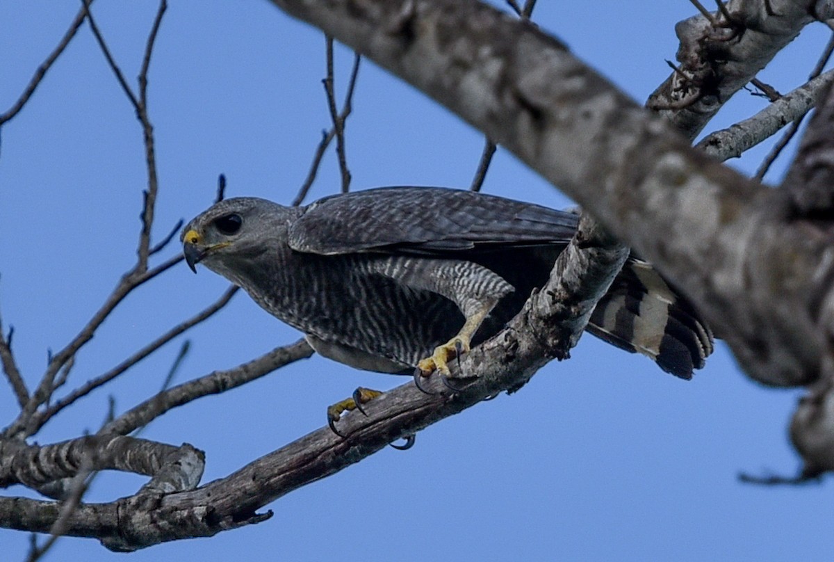 Gray-lined Hawk - ML642682730