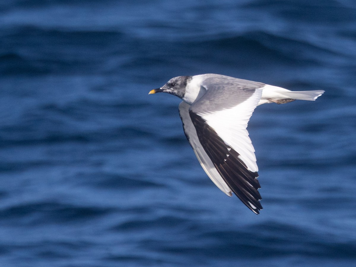 Sabine's Gull - ML642682733