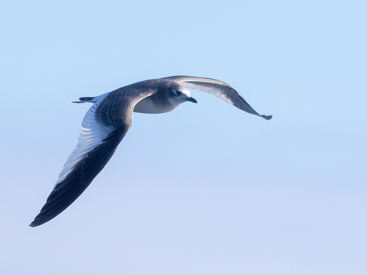 Sabine's Gull - ML642682734