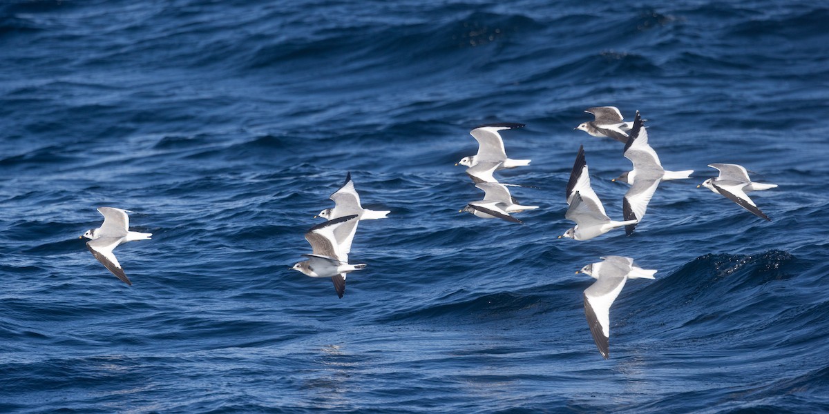 Sabine's Gull - ML642682735