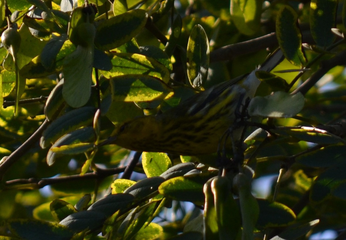 Cape May Warbler - ML642682738