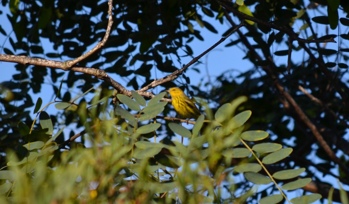 Cape May Warbler - ML642682739