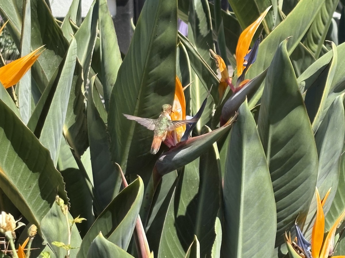 Allen's Hummingbird - ML642682741