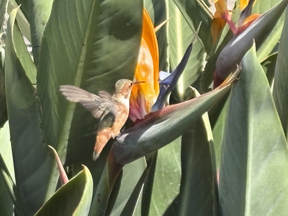 Allen's Hummingbird - ML642682742