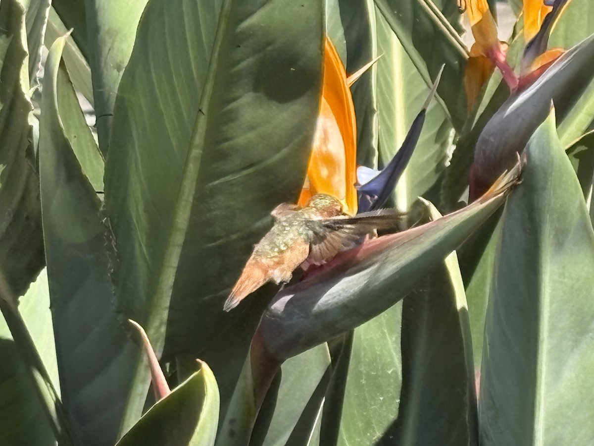 Allen's Hummingbird - ML642682744