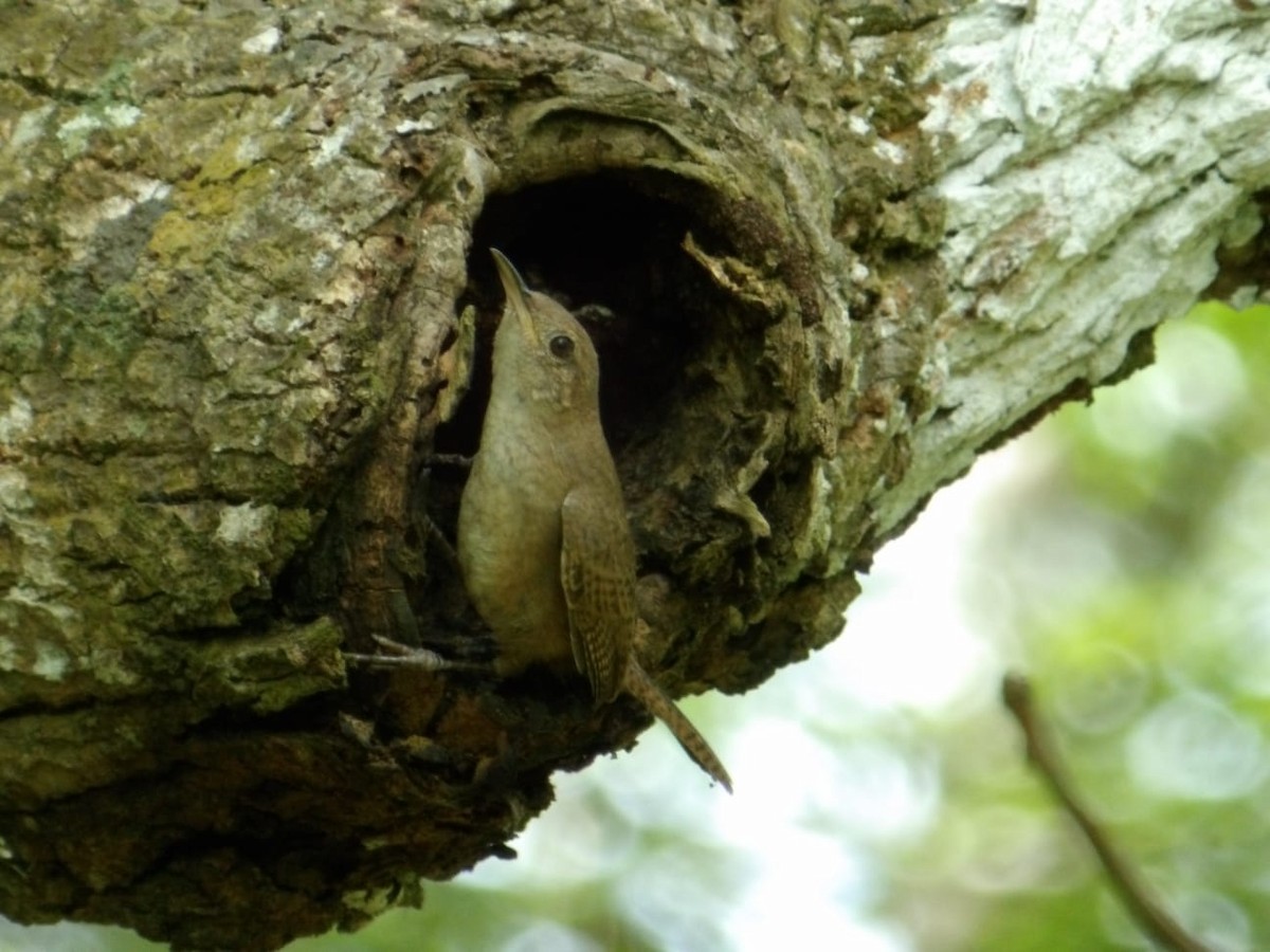 Southern House Wren - ML642682749