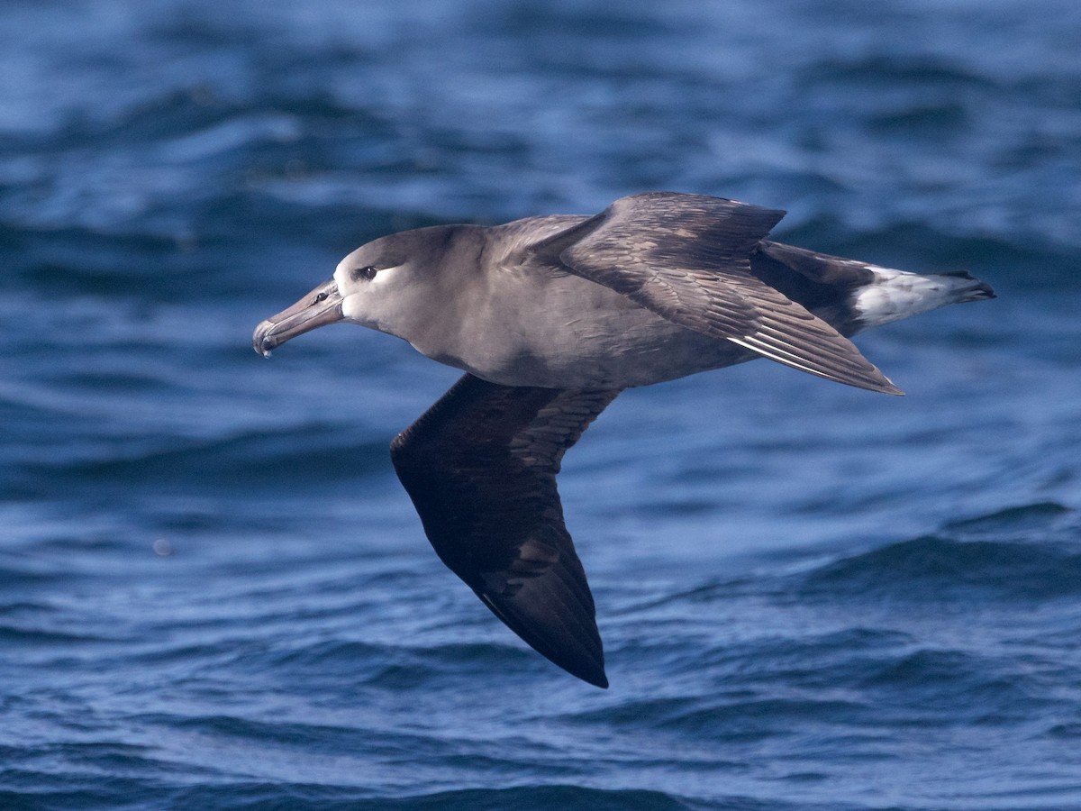 Black-footed Albatross - ML642682754