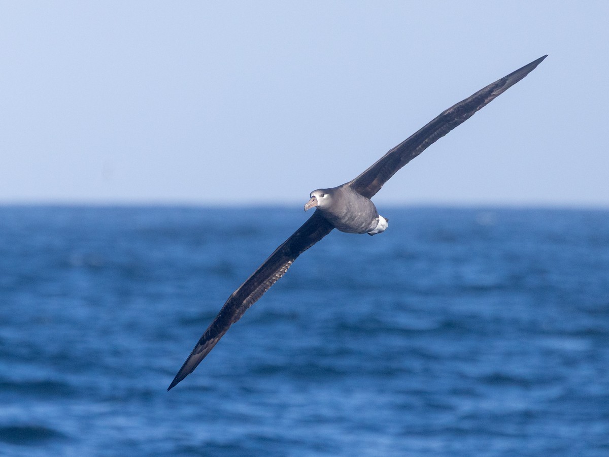 Black-footed Albatross - ML642682755