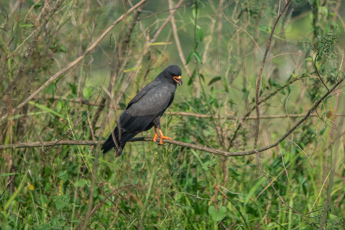 Snail Kite - ML642682756