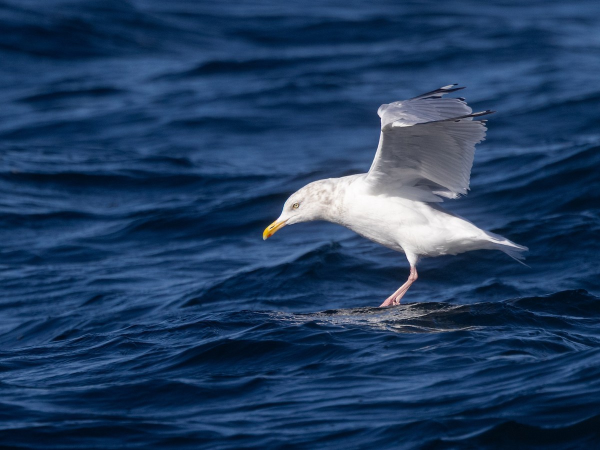 American Herring Gull - ML642682762