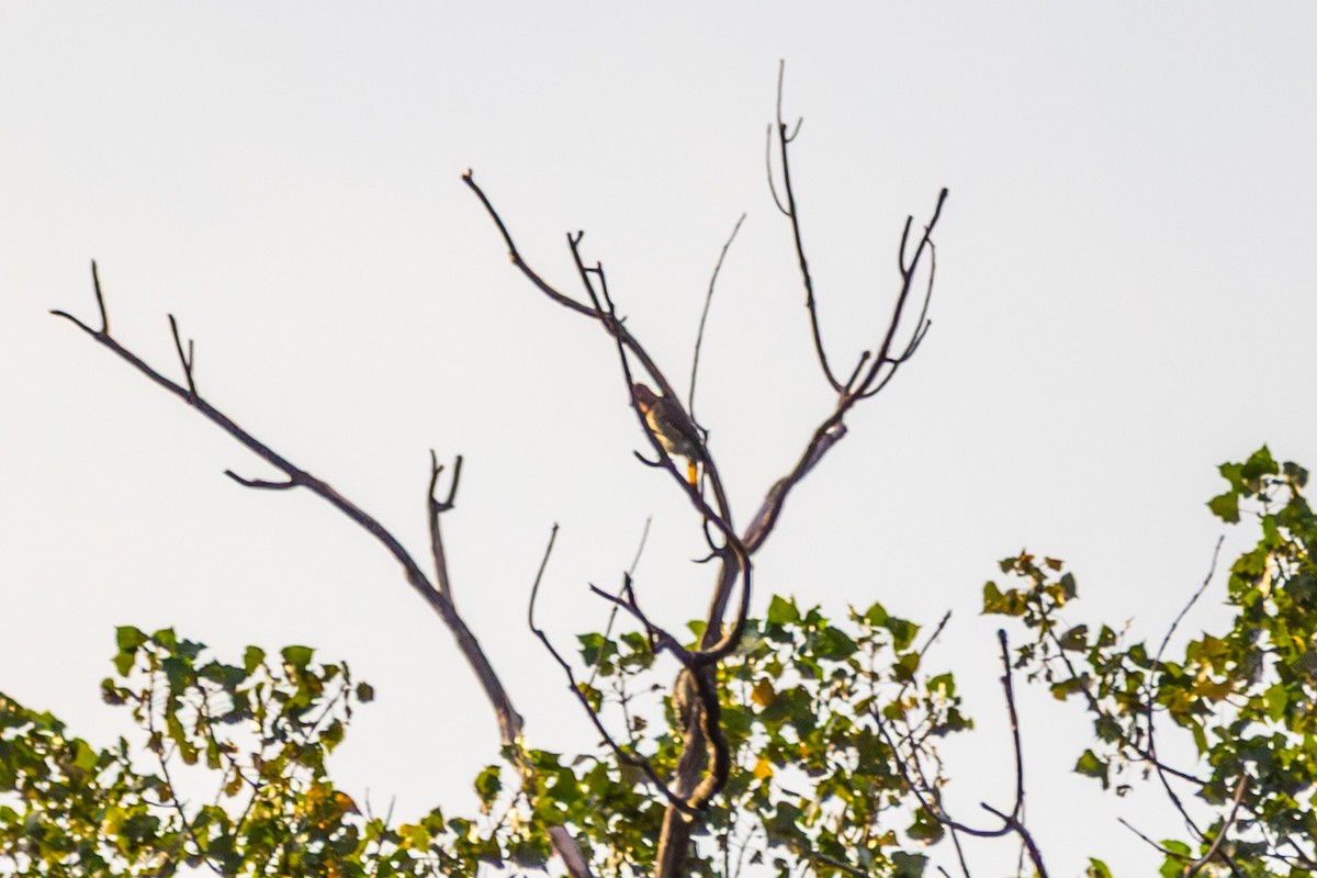 Northern Flicker - ML642682769