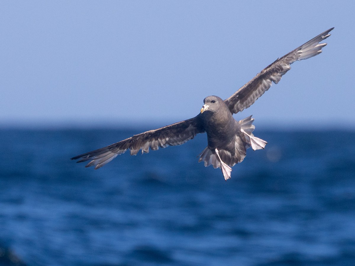 Northern Fulmar - ML642682774