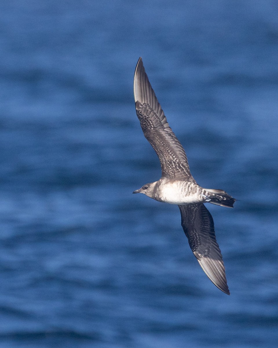 Parasitic Jaeger - ML642682781
