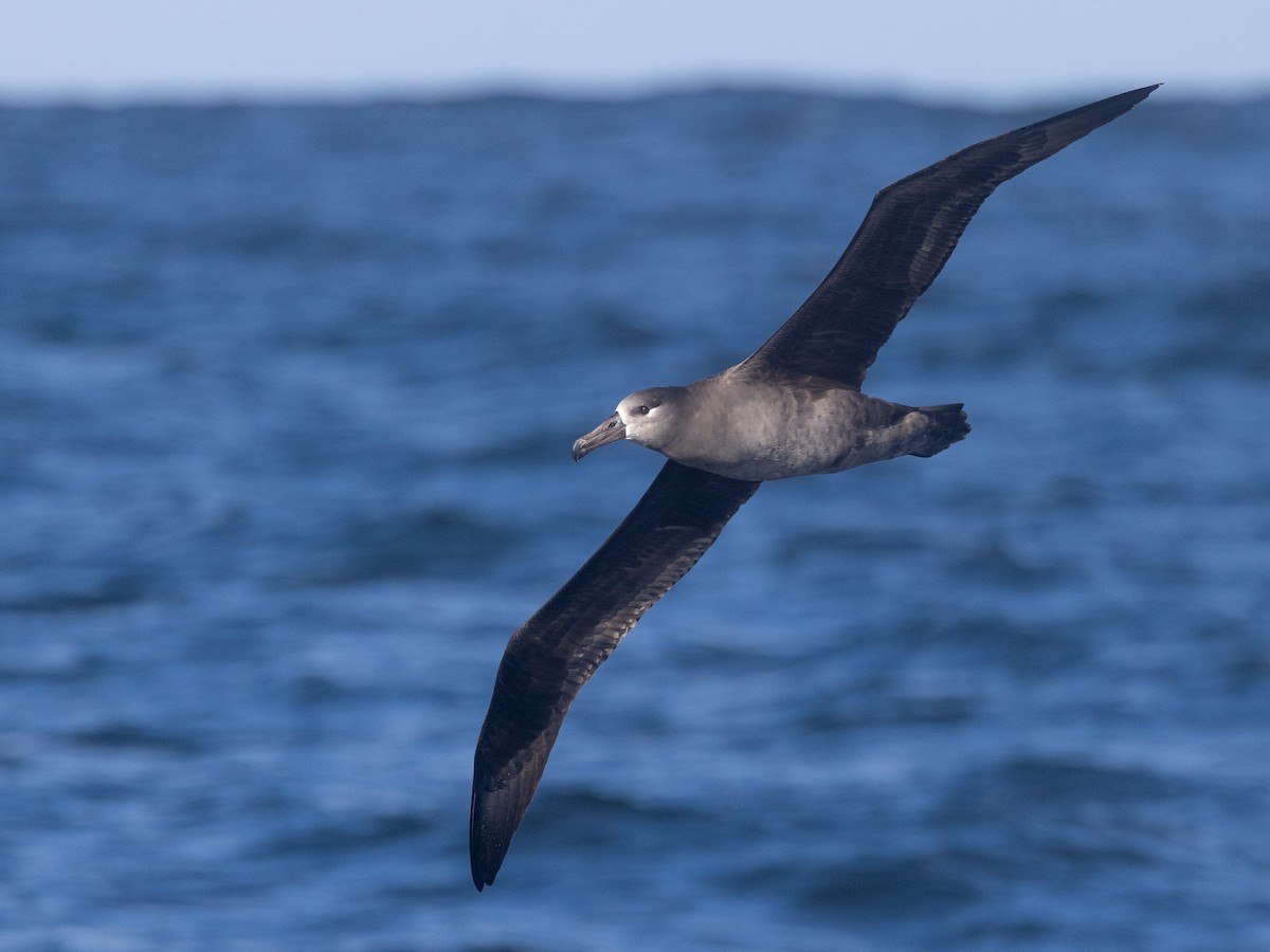 Black-footed Albatross - ML642682801