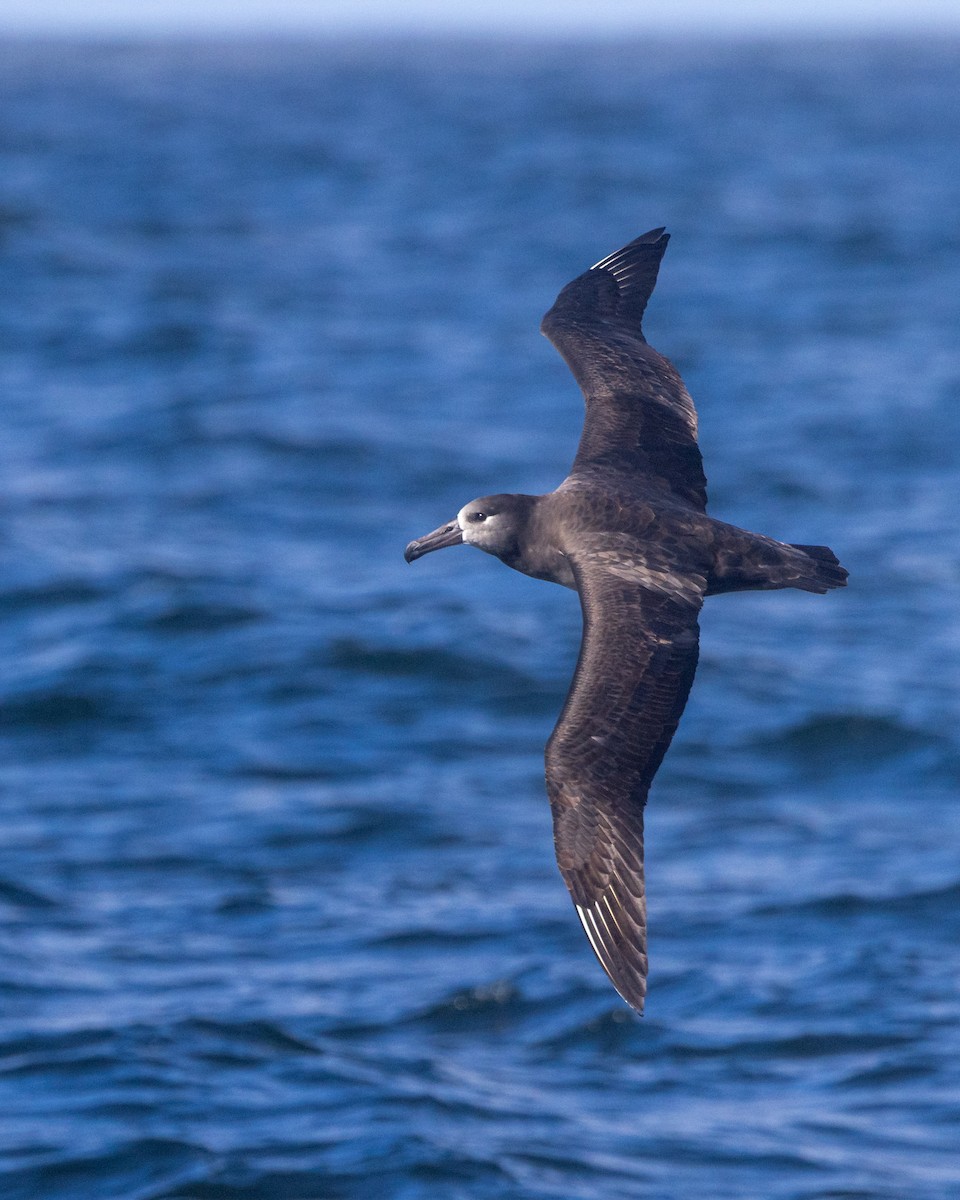 Black-footed Albatross - ML642682804