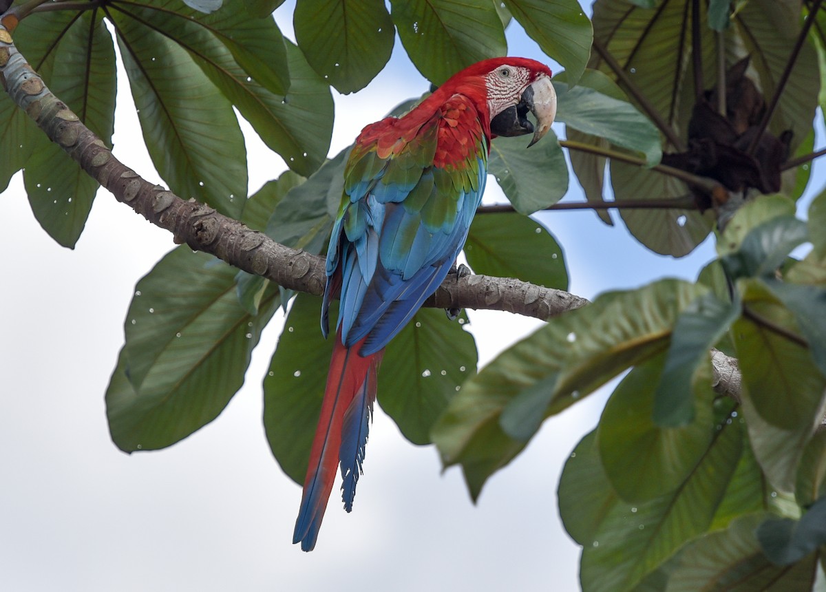 Red-and-green Macaw - ML642682805