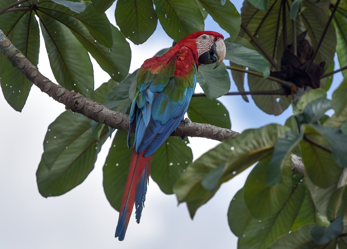 Red-and-green Macaw - ML642682807