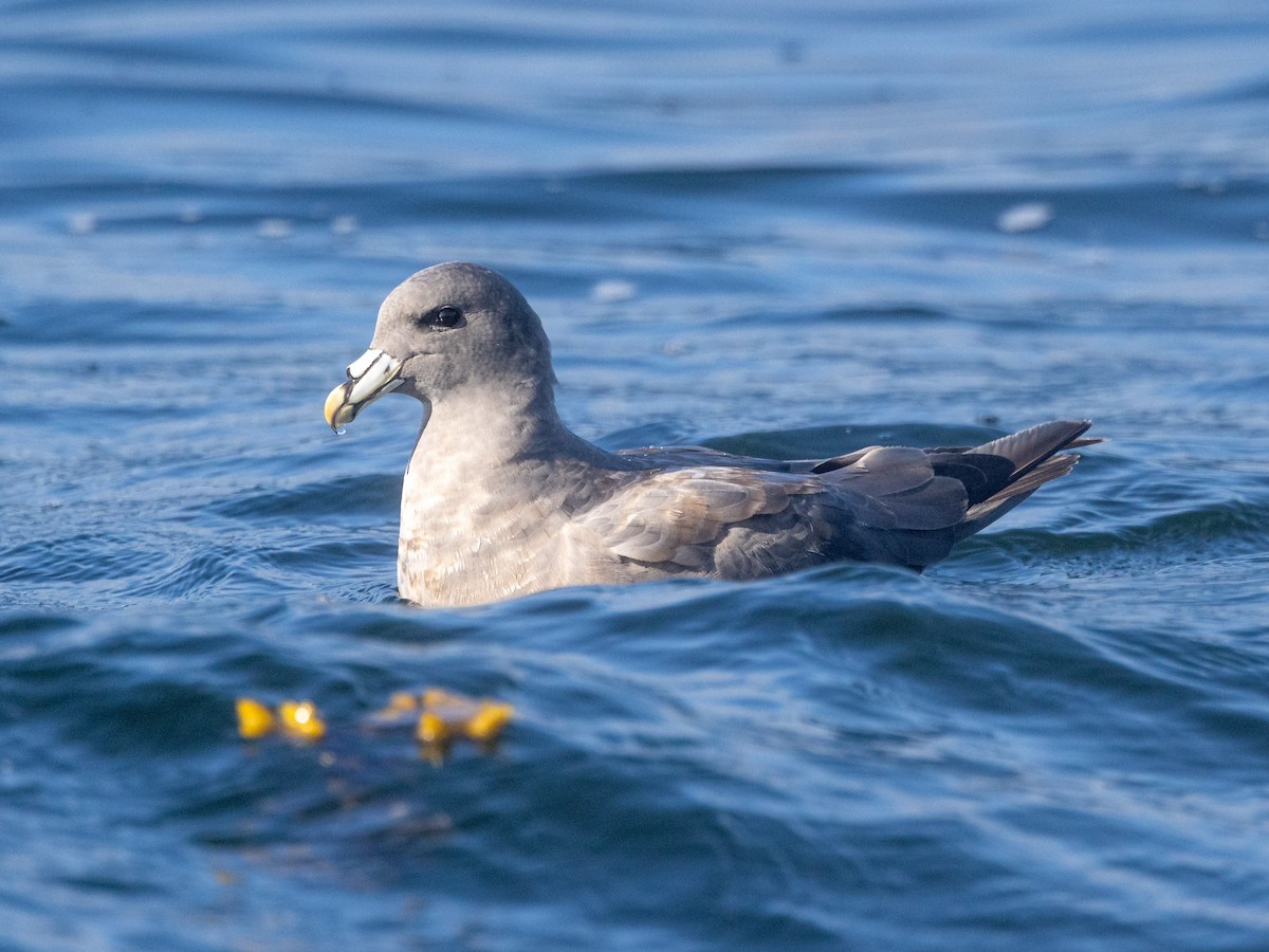 Northern Fulmar - ML642682809